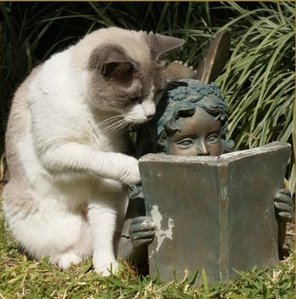 Kat die leest