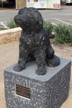 Bob the railway dog in Zuid-Australië